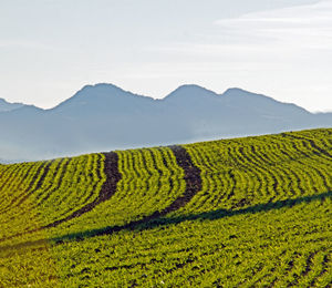 Scenic view of agricultural field against sky and swiss mountains