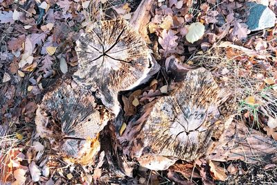 Full frame shot of tree stump