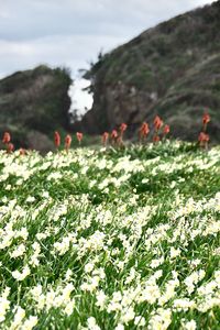 Scenic view of flowering plants on field