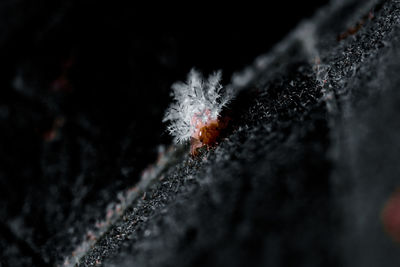 Close-up of snow on rock