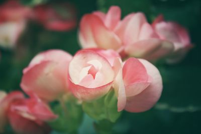 Close-up of pink rose