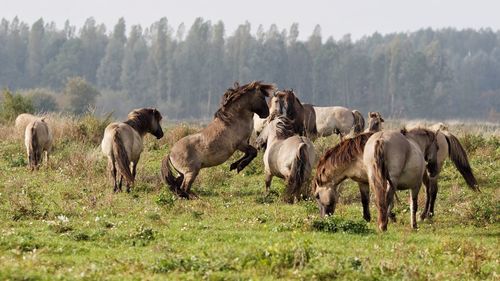 Konik horses on field 