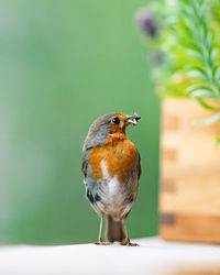 Close-up of bird perching