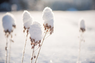 Close-up of frozen plant