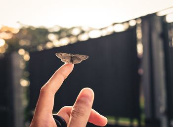 Cropped hand holding leaf