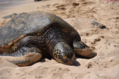 Close-up of sea turtle on beach