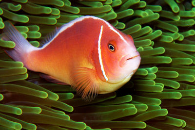 Close-up of fish swimming in sea