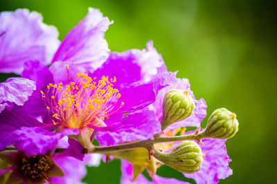 Close-up of pink flowering plant