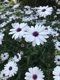 Close-up of white flowers