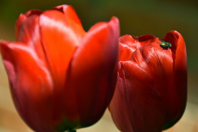 Close-up of red tulip