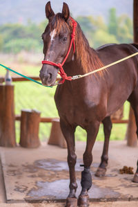 Horse standing in ranch