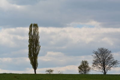 Trees on field against sky