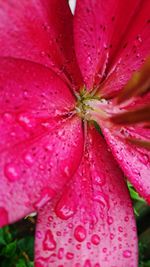 Close-up of pink flower blooming outdoors