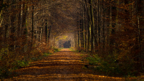 Footpath in forest during autumn