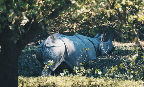 High angle view of an animal on field