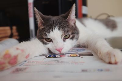 Close-up portrait of cat on bed