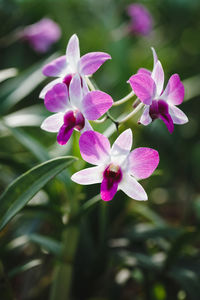 Close-up of pink flowers