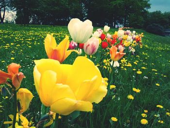 Close-up of yellow flowers blooming in field