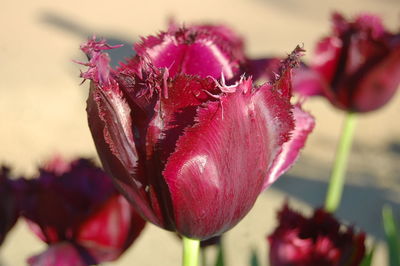 Close-up of pink flowers