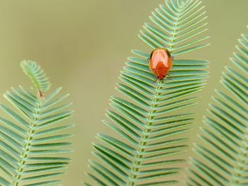 Close-up of caterpillar on leaves