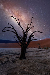 Bare tree on desert against sky at night