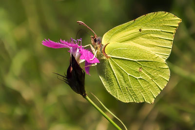 Close-up of insect on flower