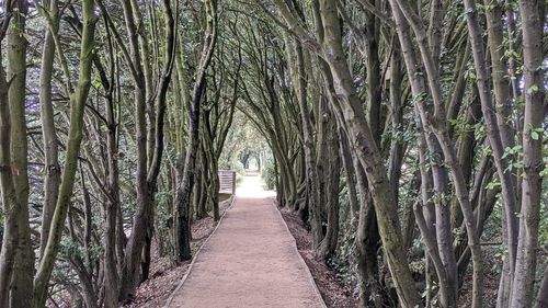 Footpath amidst trees in park