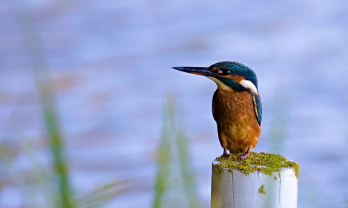 Close-up of bird perching on wooden post