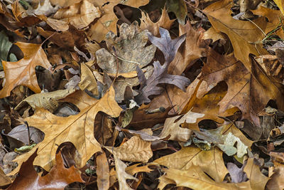 High angle view of maple leaves fallen on floor