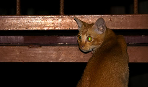 Close-up portrait of a cat looking away