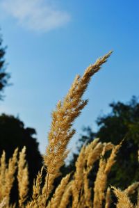 Low angle view of plant against sky