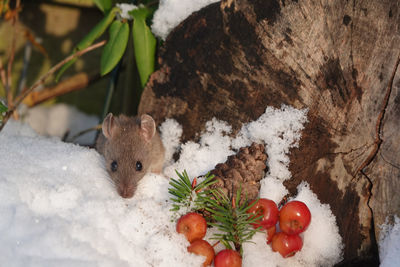 Close-up of rat on garden 