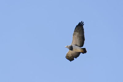 Low angle view of bird flying against clear blue sky