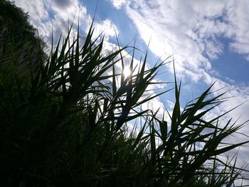 Low angle view of trees against cloudy sky