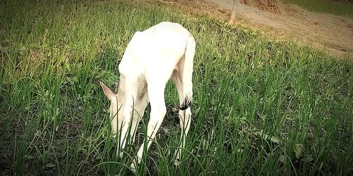 View of a horse grazing on field