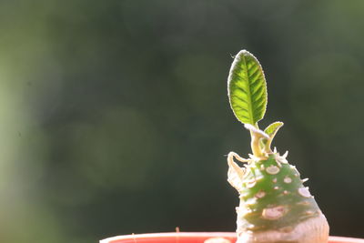 Close-up of small plant