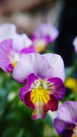 Close-up of purple flowers blooming outdoors