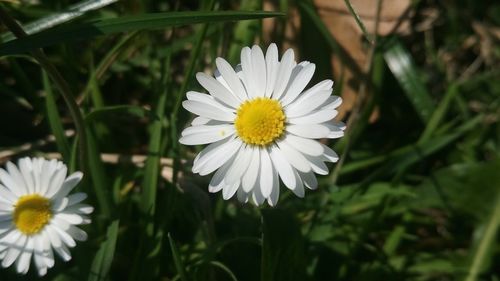 Close-up of white daisy blooming outdoors