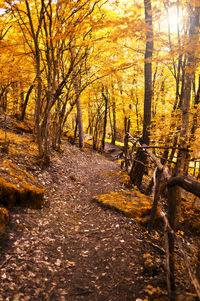 Sun shining through trees in forest
