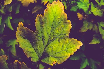 Close-up of green leaves
