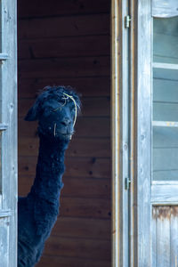 Close-up of domestic animal looking through window