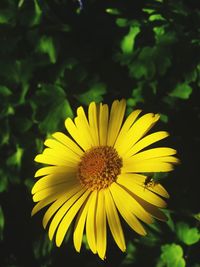 Close-up of yellow flower