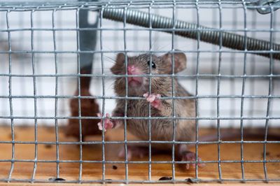 Mouse in cage