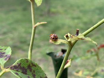 Close-up of ladybug on plant