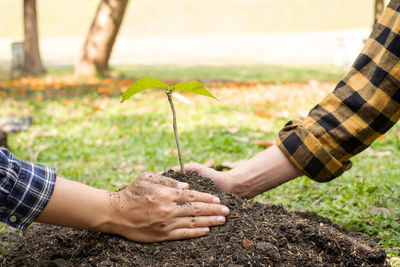 Cropped hand holding plant