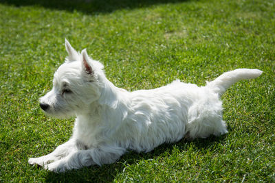 View of white dog on field