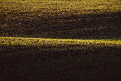 Scenic view of field at night