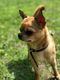 Close-up of dog looking away