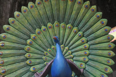 High angle view of peacock feathers