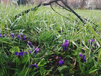 Close-up of purple crocus flowers growing in field